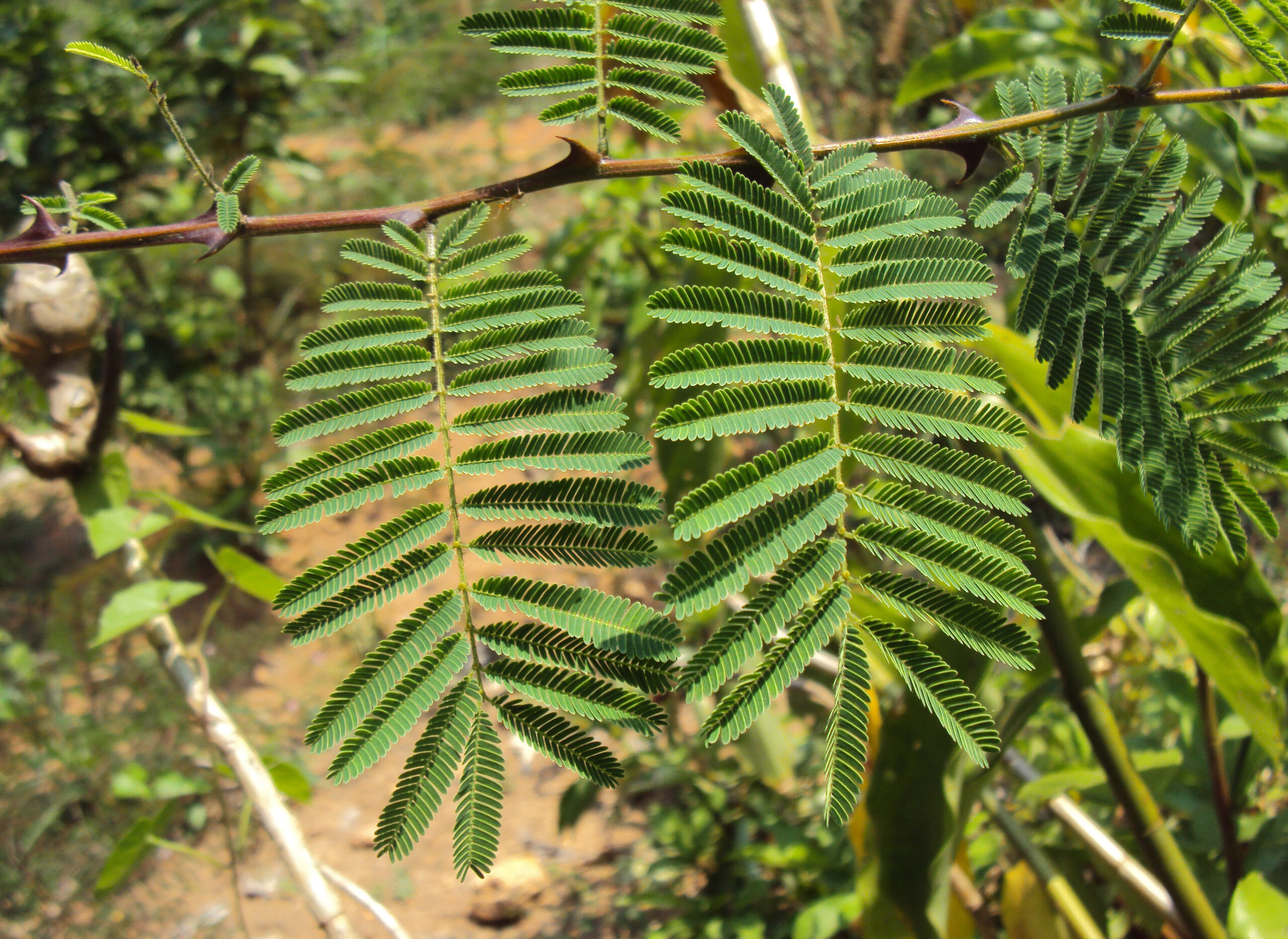 Acacia Catechu - Potensi Pengembangan Acacia Catechu di Indonesia